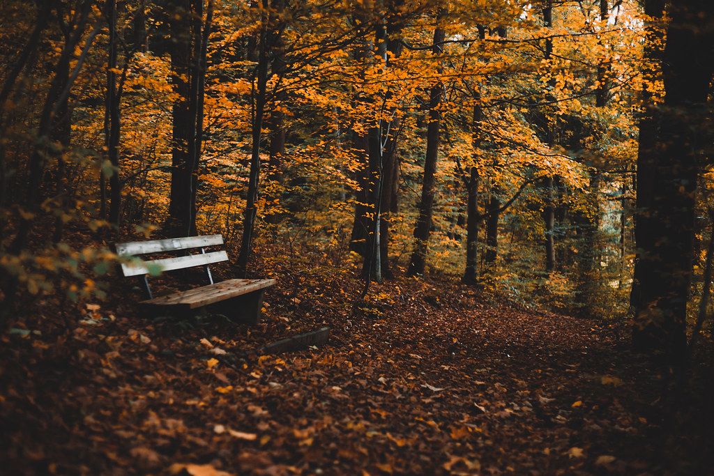 A weathered wooden bench resting in a quiet, sunlit autumn wood - a place to pause and take a breath